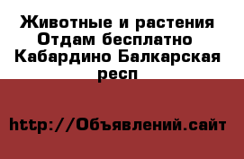 Животные и растения Отдам бесплатно. Кабардино-Балкарская респ.